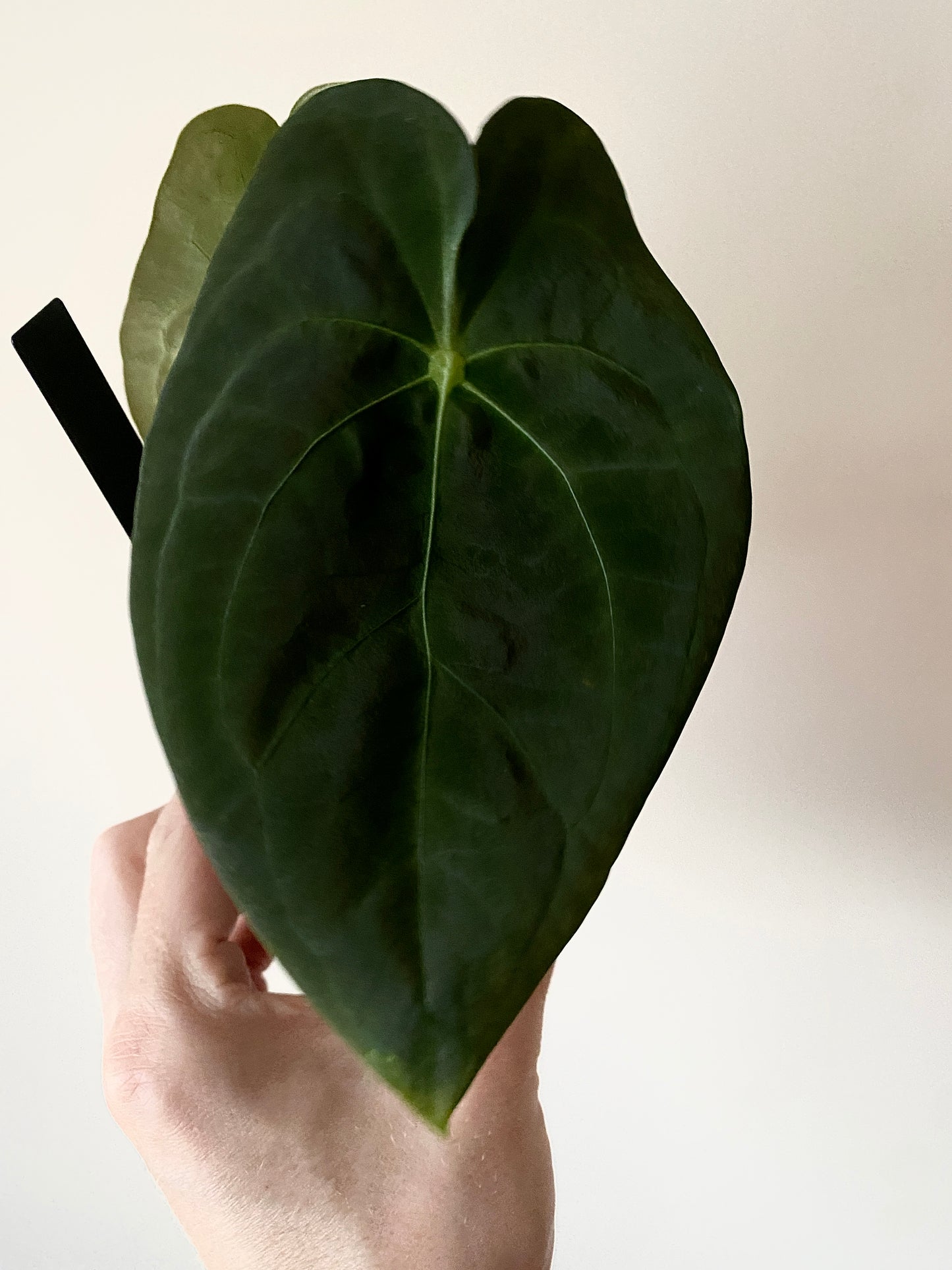 Anthurium Papillaminum X Forgetii dark form | 7 cm pot