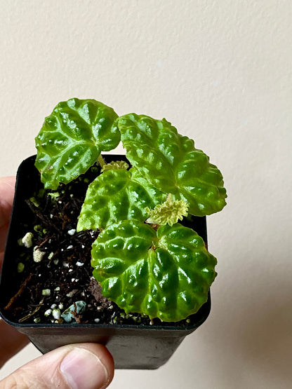 Begonia Dracopelta | 6 cm pot
