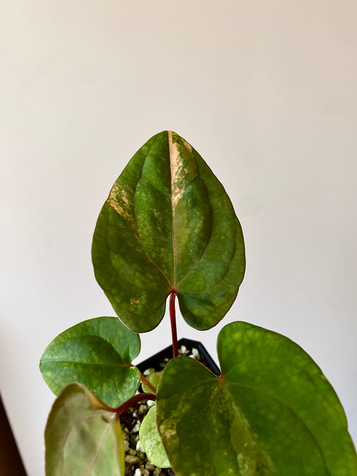Anthurium Papillilaminum var X Guna Yala (S1) | 7 cm pot