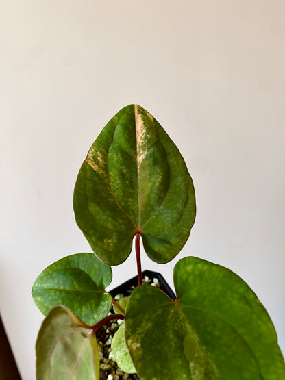 Anthurium Papillilaminum var X Guna Yala (S1) | 7 cm pot