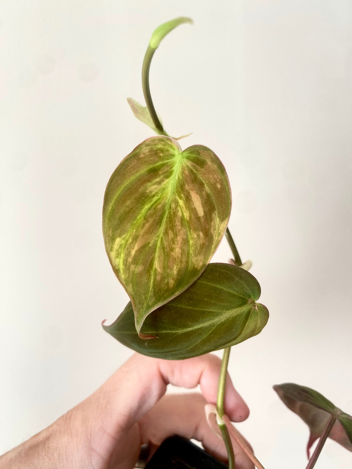 Philodendron Micans variegata | 7 cm pot [A]