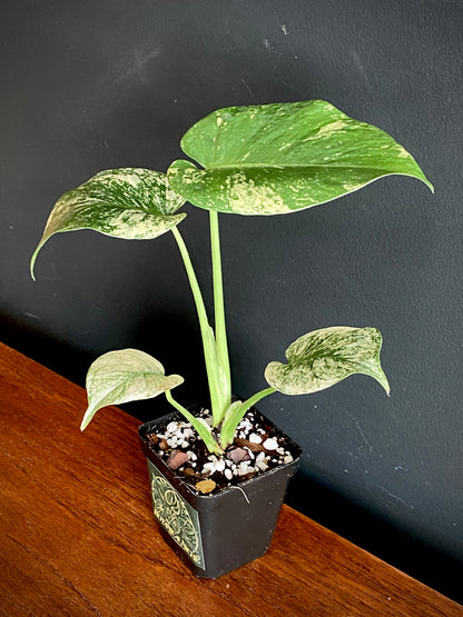 Monstera Deliciosa Mint variegated | 7 cm pot (A)
