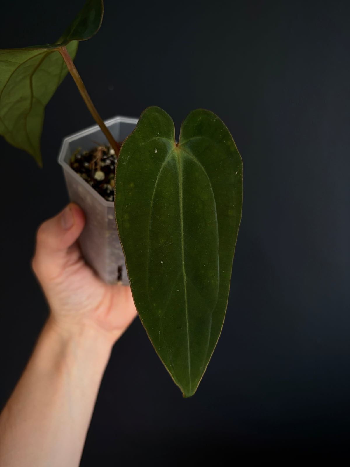 Anthurium (DressCarla x BVEP) X (Carlablackiae x Papillilaminum) | 7 cm pot [B]
