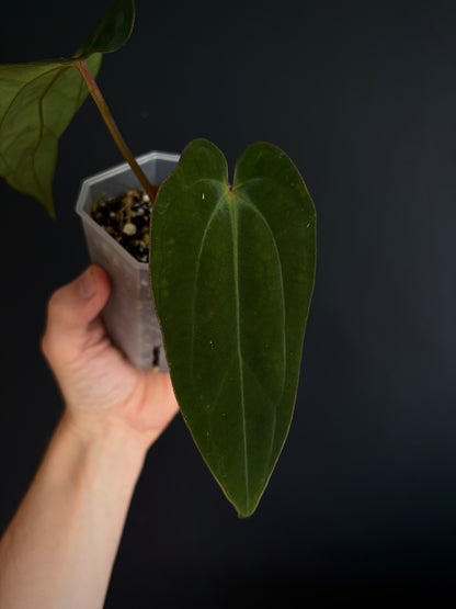 Anthurium (DressCarla x BVEP) X (Carlablackiae x Papillilaminum) | 7 cm pot [B]
