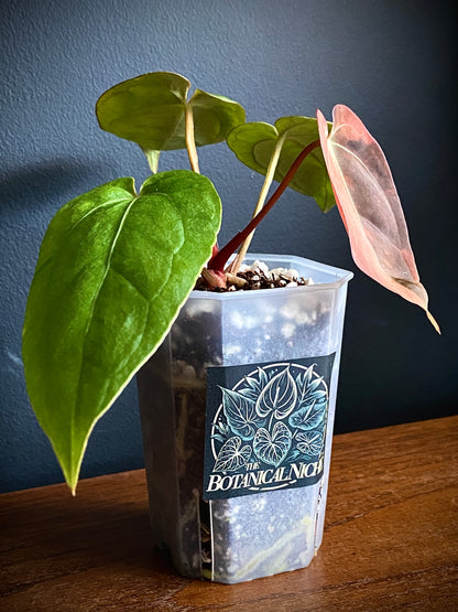 Anthurium Goliath (x self) variegated | 7 cm pot