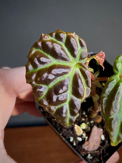 Begonia Dracopelta X Sarawak | 6 cm pot [B]