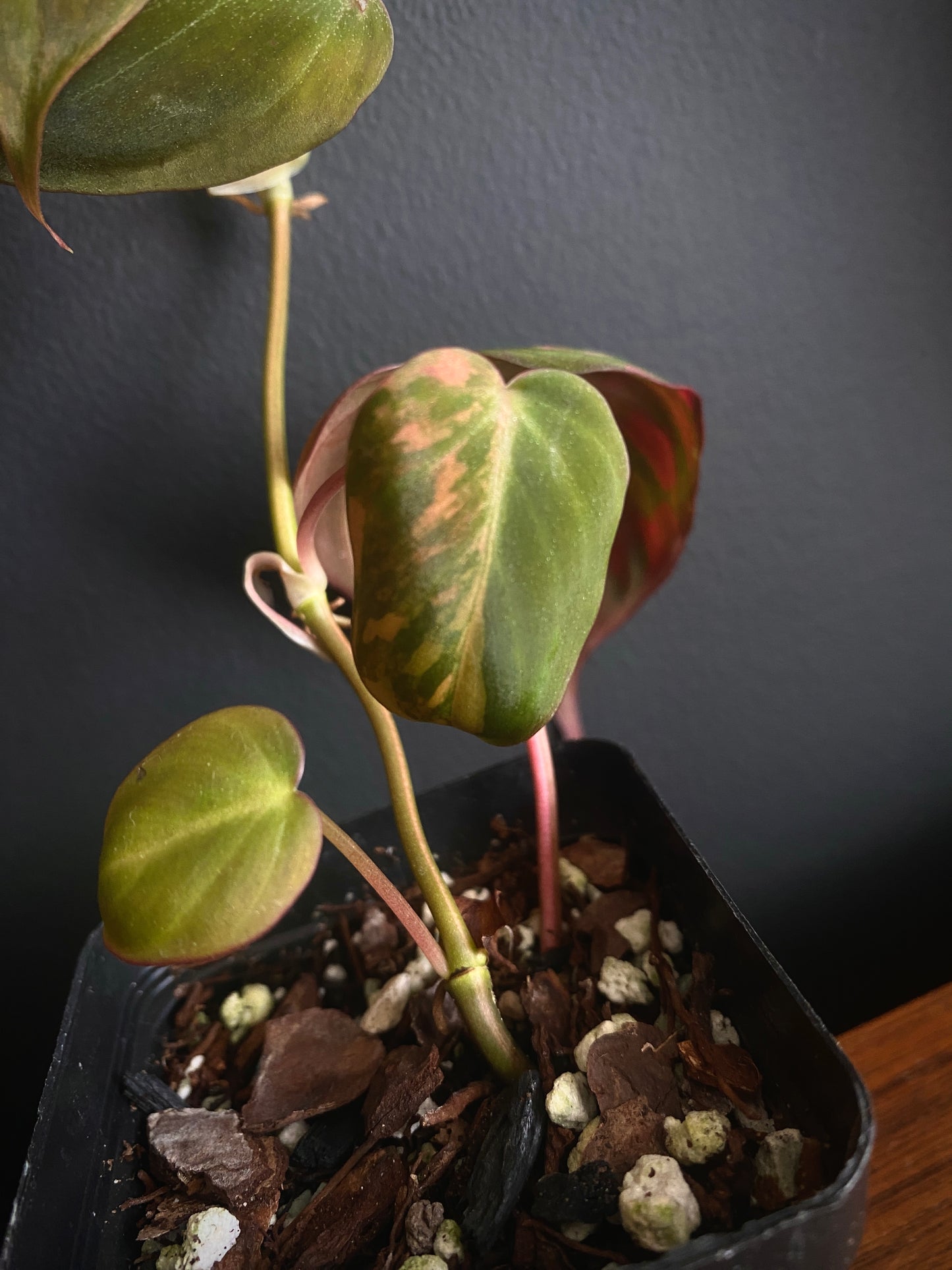 Philodendron Micans variegata | 7 cm pot [A]