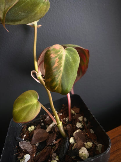 Philodendron Micans variegata | 7 cm pot [A]