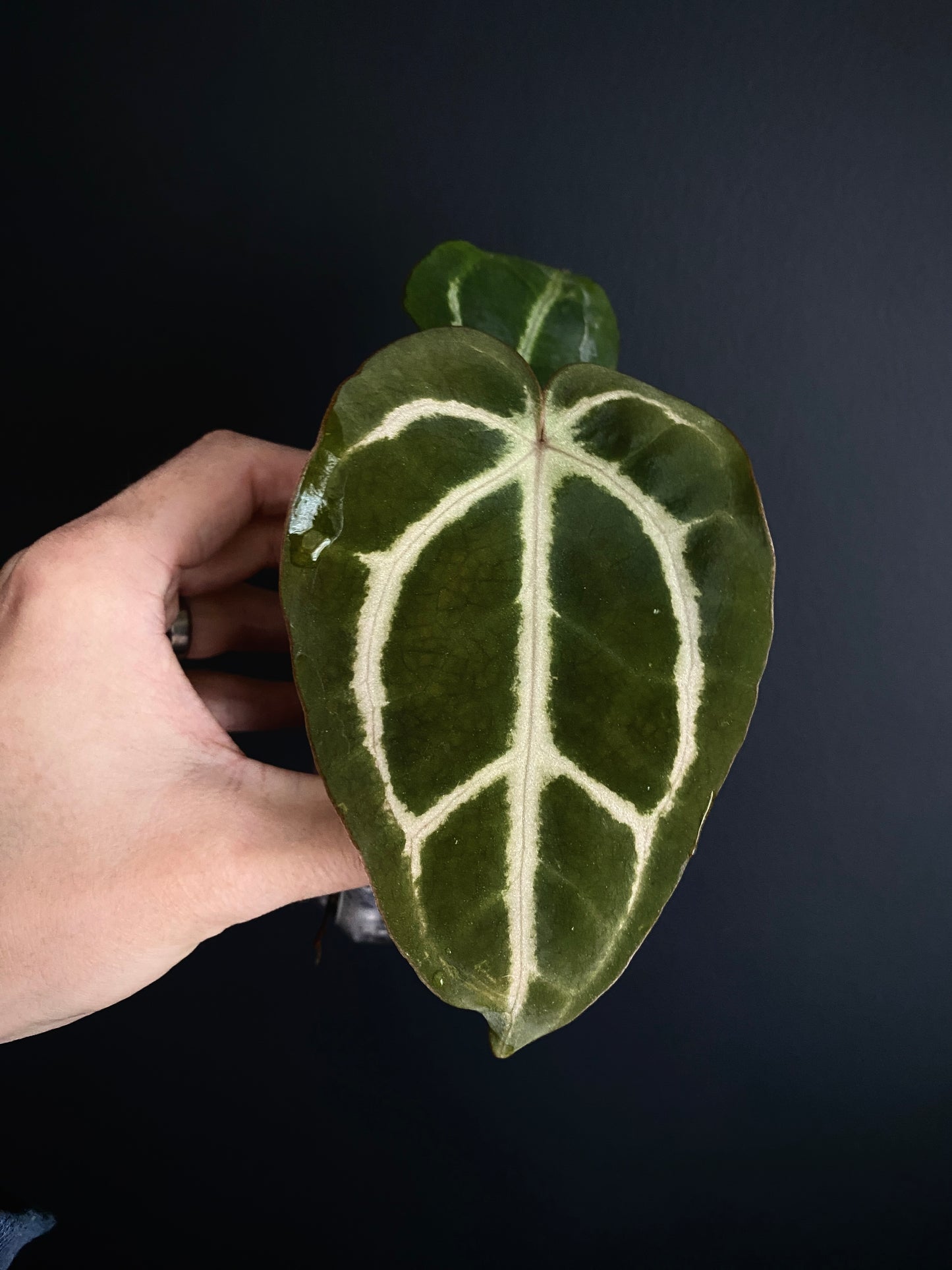 Anthurium Carlablackiae | 7 cm pot [C]