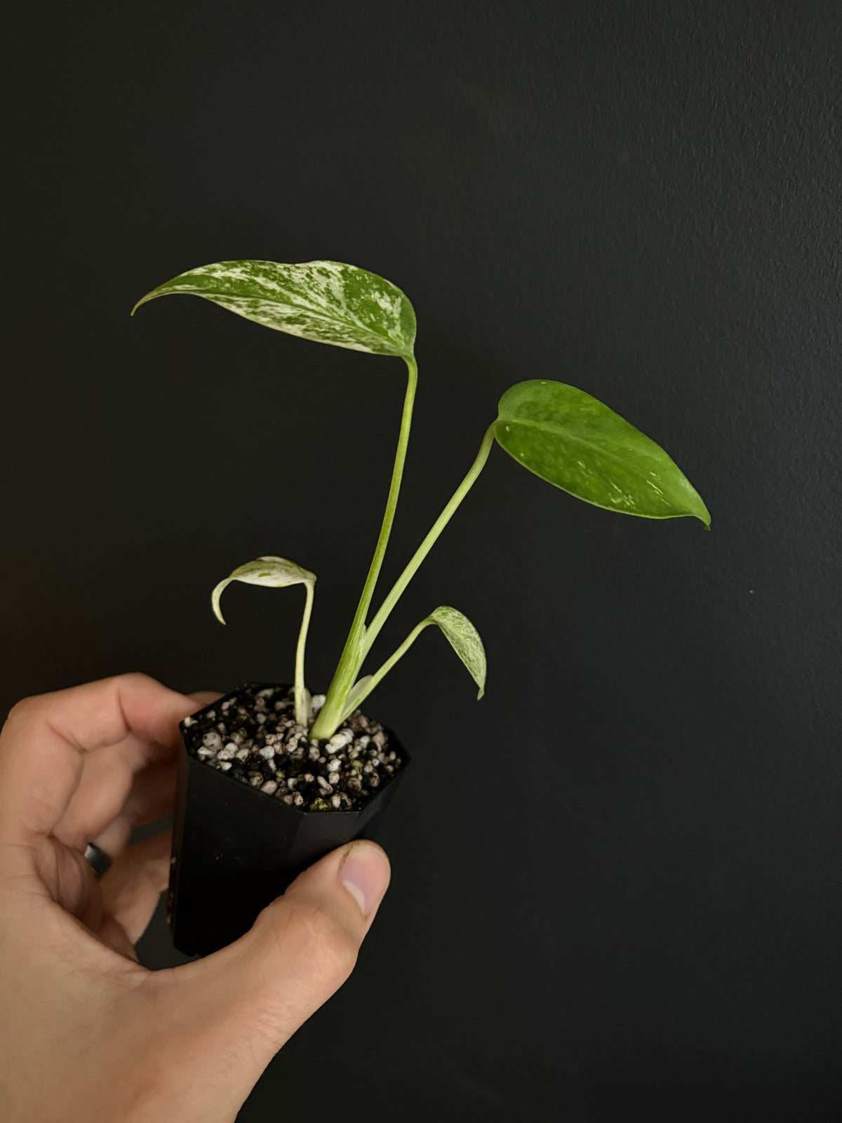 Monstera Star Shadow | 5 cm pot [A]