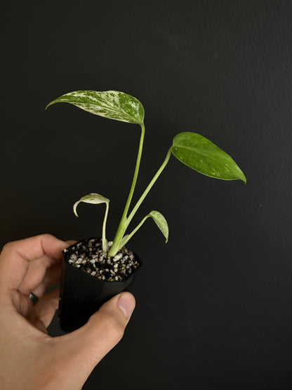 Monstera Star Shadow | 5 cm pot [A]