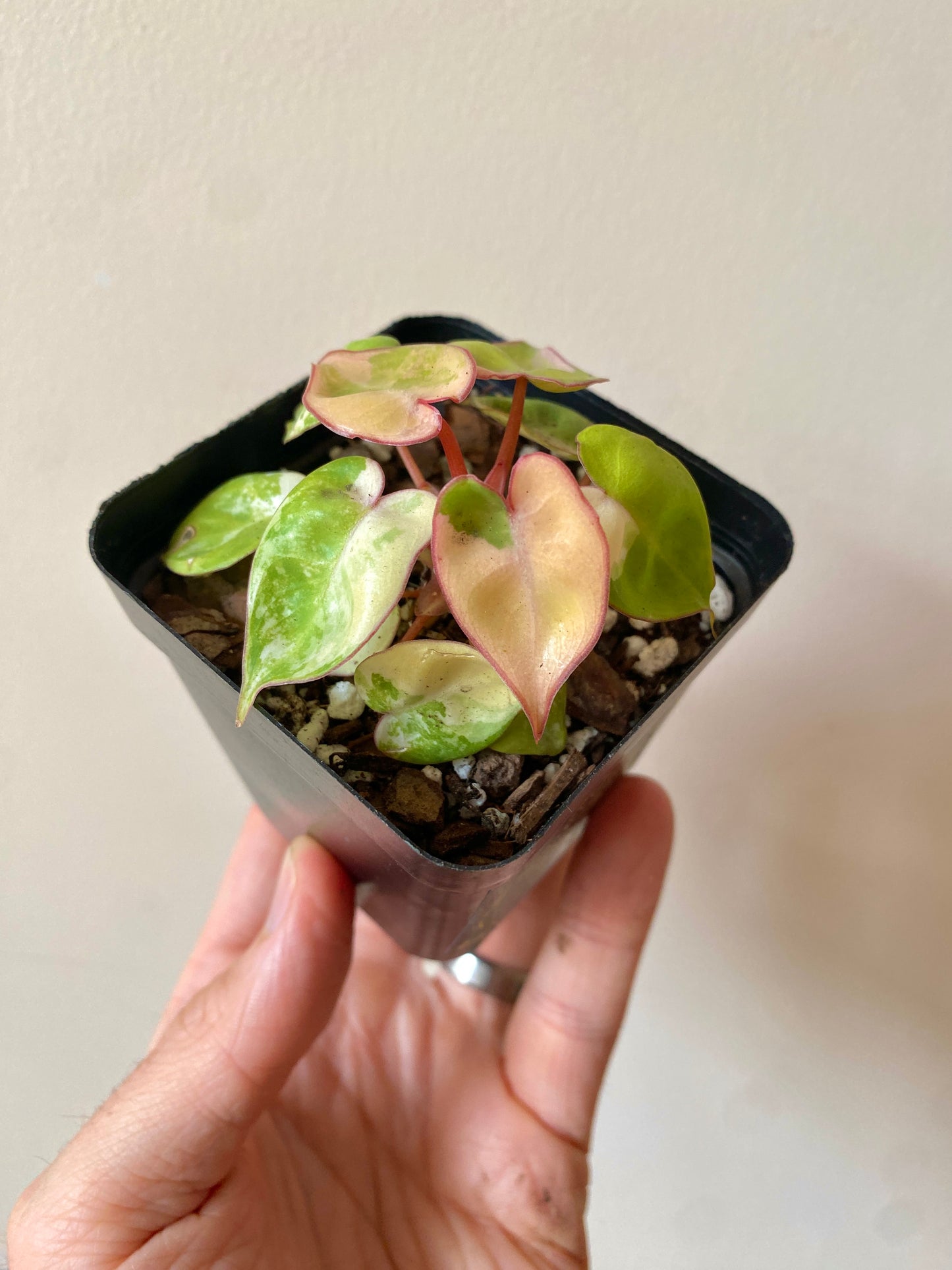 Philodendron Billietiae variegated | 7 cm pot [C]