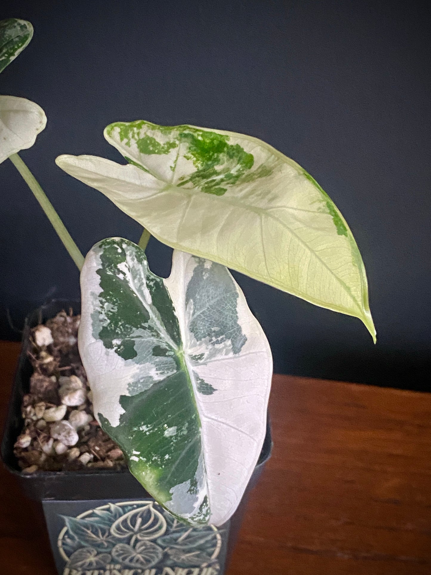 Alocasia Frydek Albo variegated | 7 cm pot