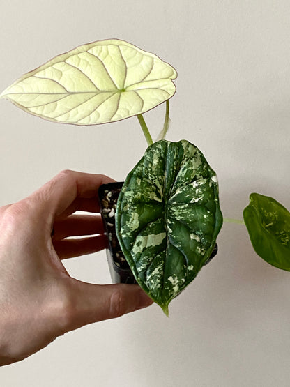 Alocasia Dragonscale Albo variegata | 7 cm pot [A]