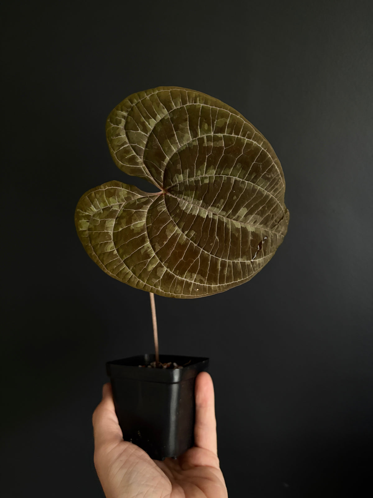 Dioscorea Discolor | 6 cm pot [C]