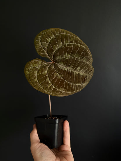 Dioscorea Discolor | 6 cm pot [C]