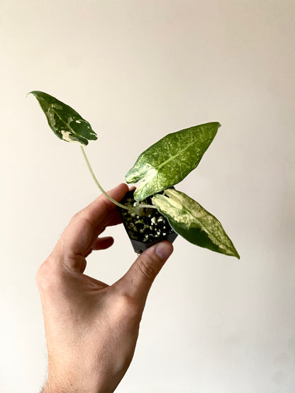 Alocasia Sarian Albo | 5 cm pot