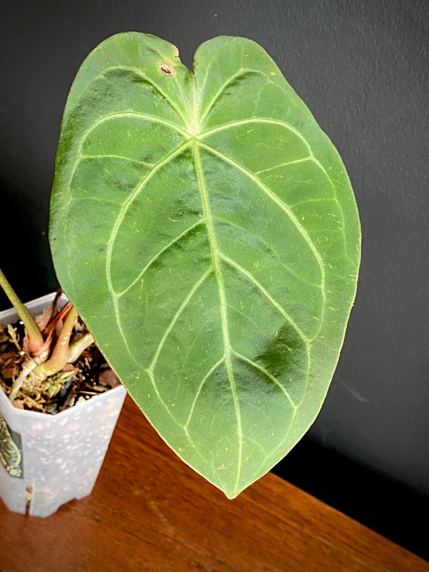 Anthurium Magnificum X Forgetii | 7 cm pot