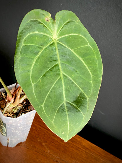 Anthurium Magnificum X Forgetii | 7 cm pot
