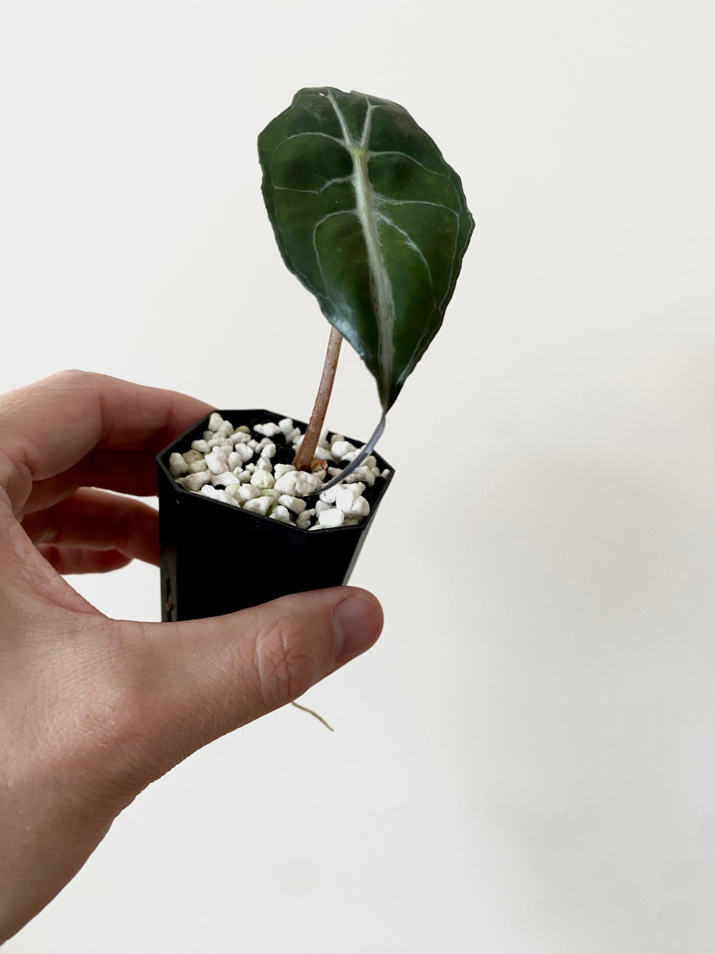Alocasia Venom | 5 cm pot