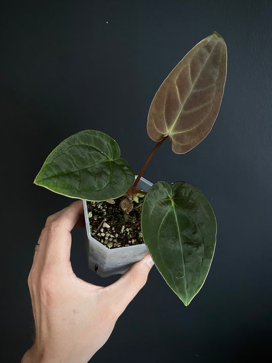 Anthurium Papillilaminum Legend x self | 7 cm pot