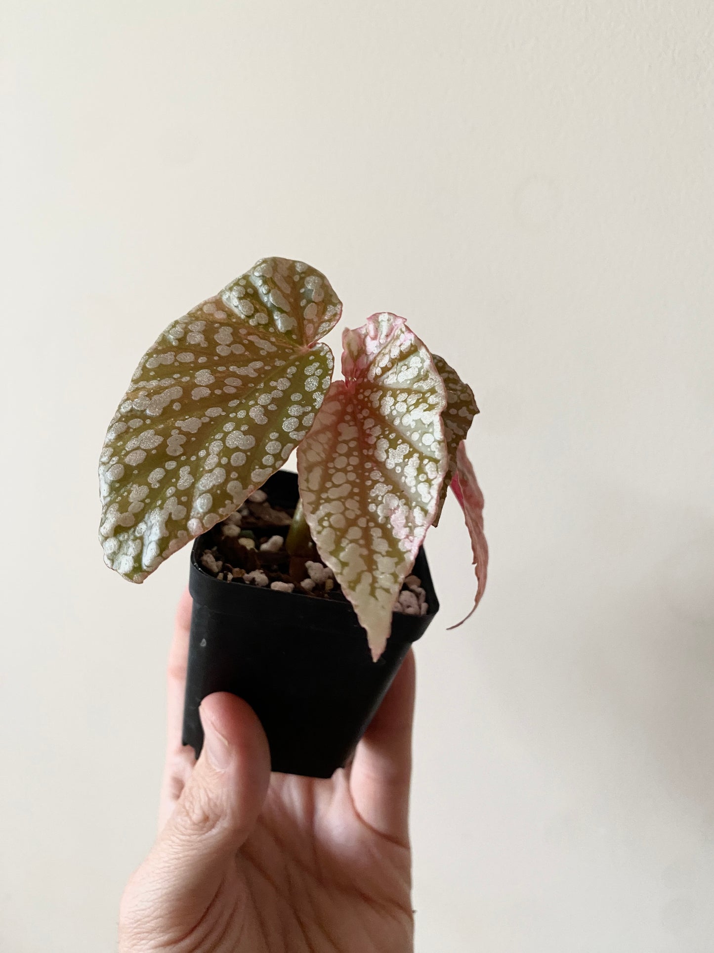 Begonia Snow Capped Pink variegated | 7 cm pot