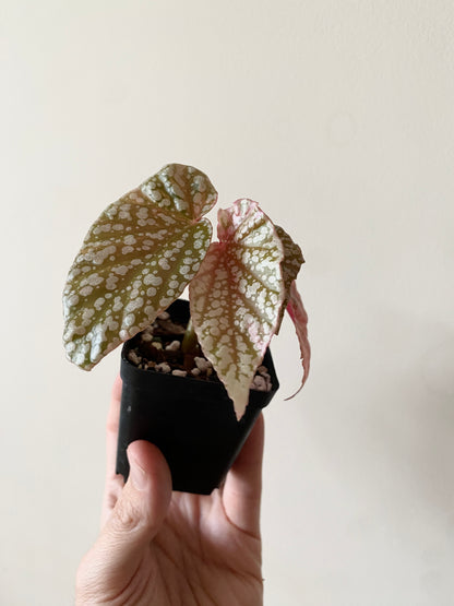 Begonia Snow Capped Pink variegated | 7 cm pot