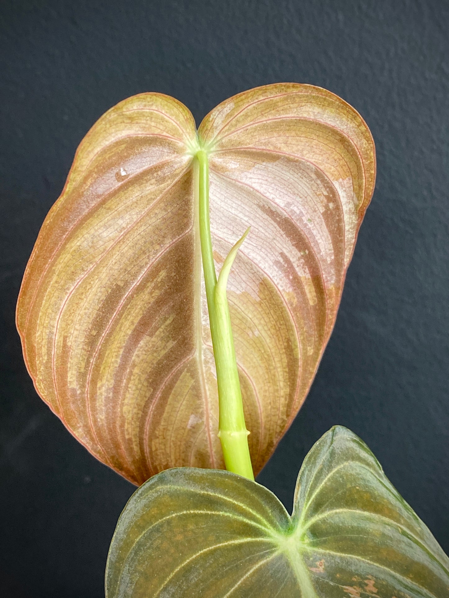 Philodendron Melanochrysum variegata | 7 cm pot (A)