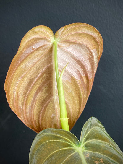 Philodendron Melanochrysum variegata | 7 cm pot (A)