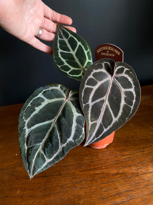 Anthurium DocBlock Michelle | 9 cm pot [A]