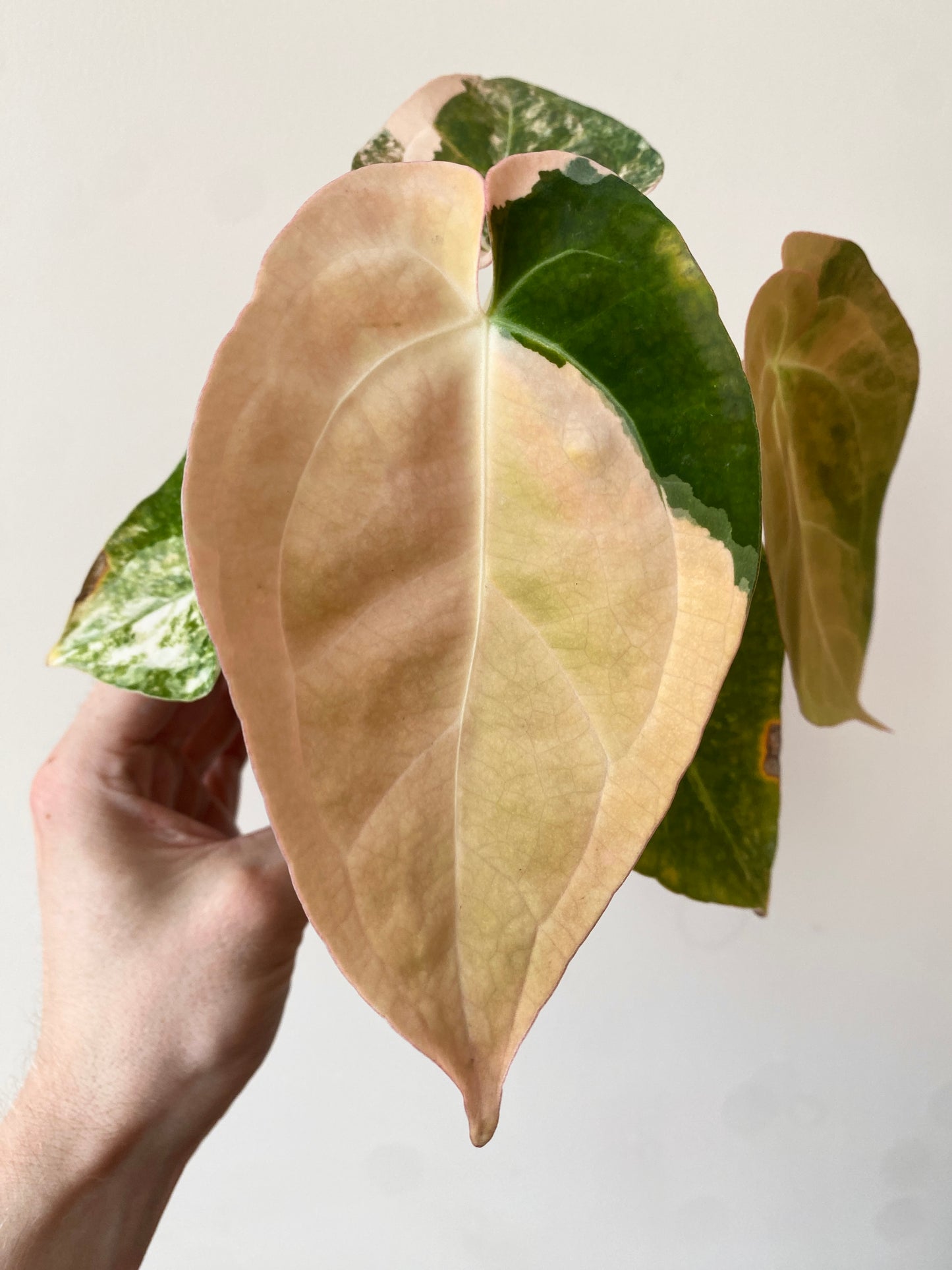 Anthurium PapCrystal var X Papillilaminum | 7 cm pot