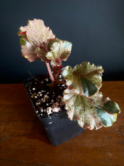 Begonia Cucullata Pink variegated | 6 cm pot