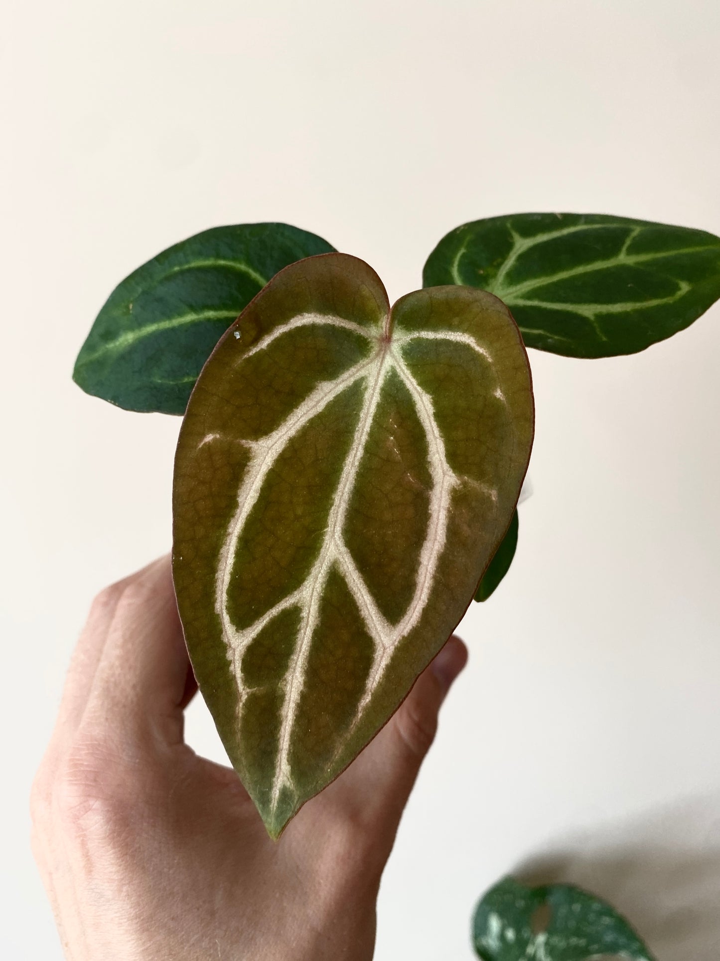 Anthurium Carlablackiae | 7 cm pot [A]