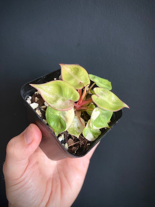 Philodendron Billietiae variegated | 7 cm pot [B]