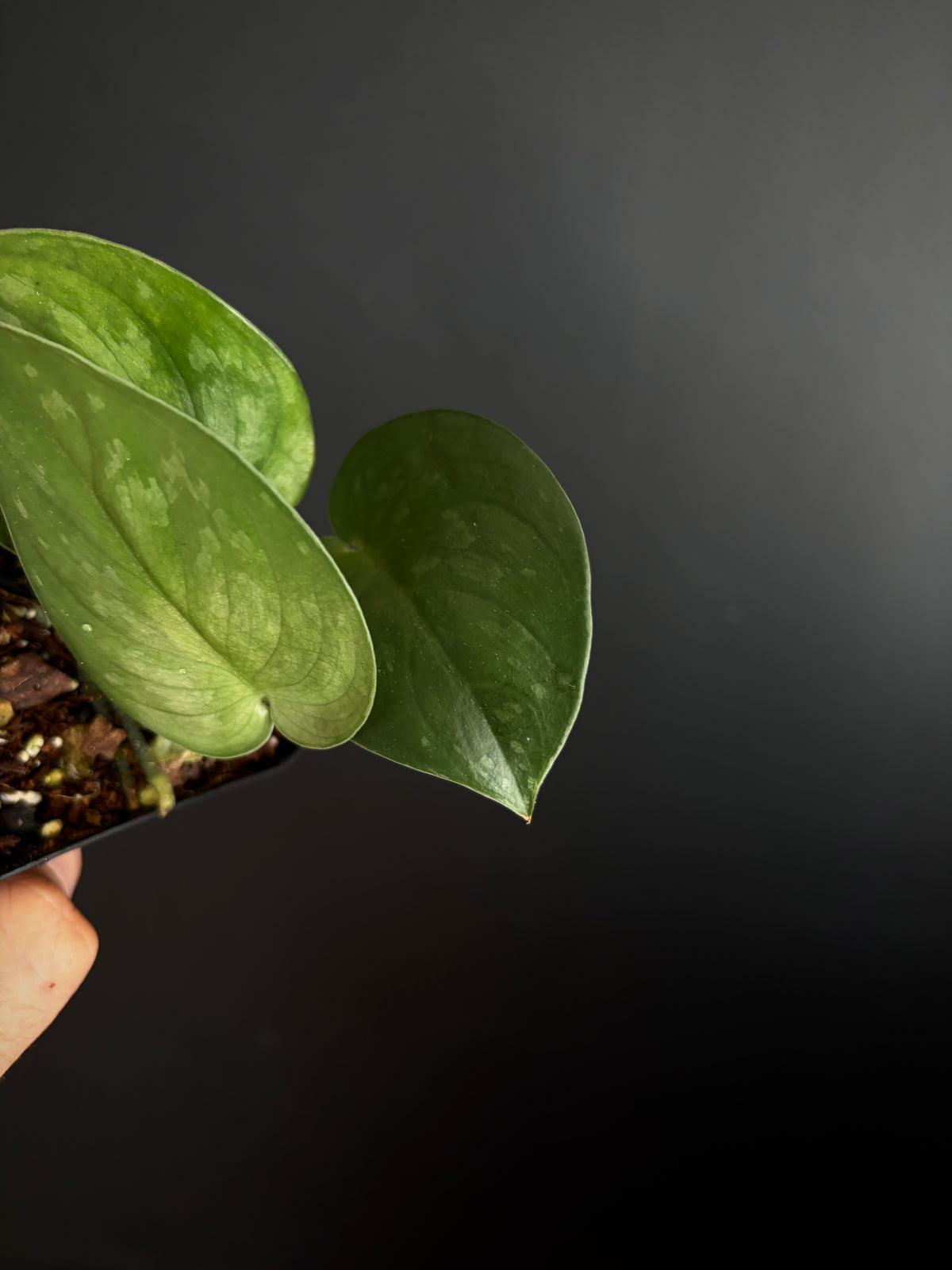 Scindapsus Black Mamba | 7 cm pot