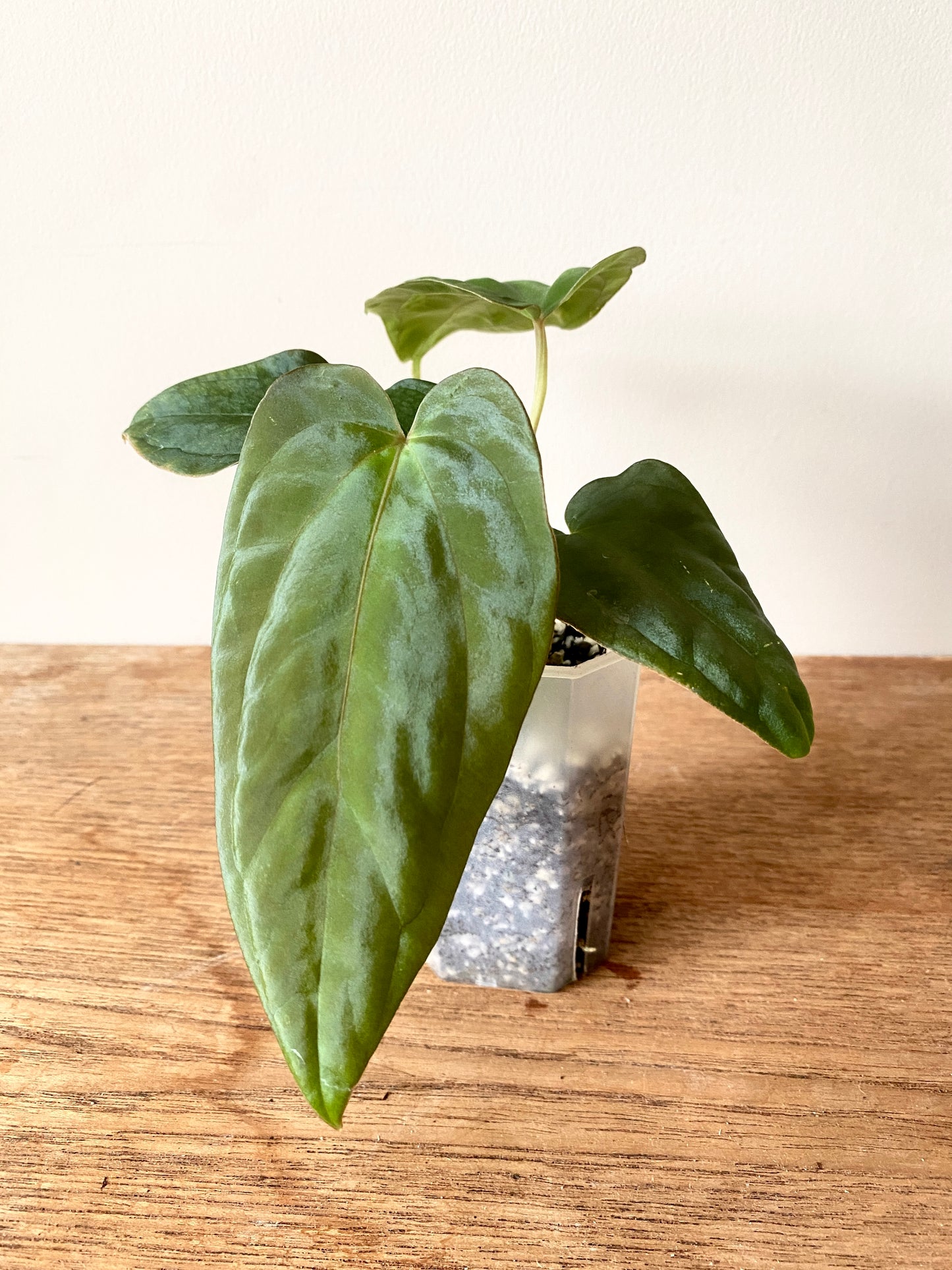 Anthurium Antolakii/BVEP (Scott x Tezula) | 7 cm pot