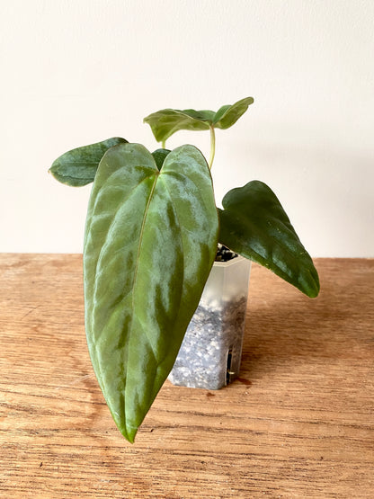 Anthurium Antolakii/BVEP (Scott x Tezula) | 7 cm pot
