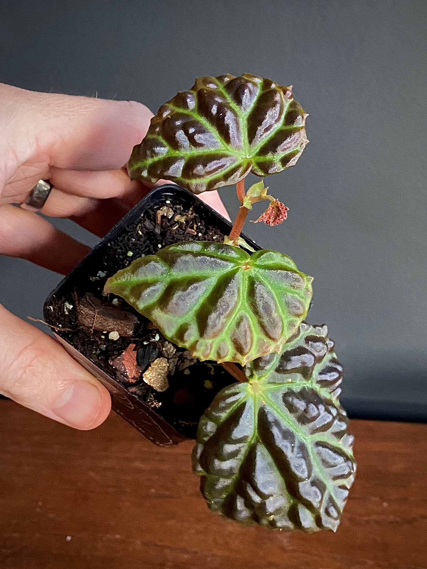 Begonia Dracopelta X Sarawak | 6 cm pot [B]