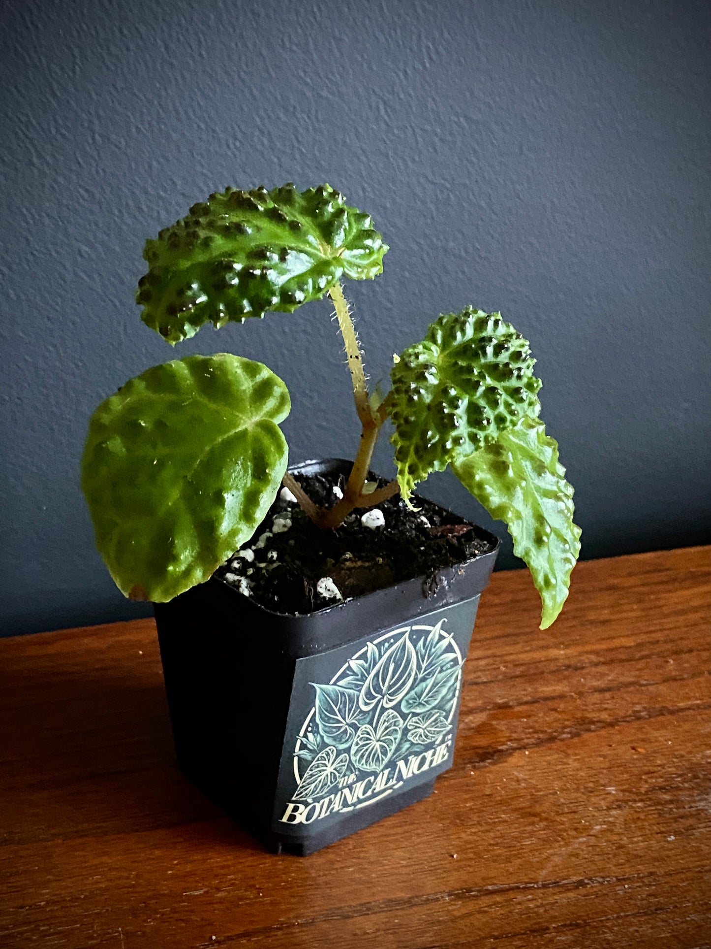 Begonia Dracopelta | 6 cm pot