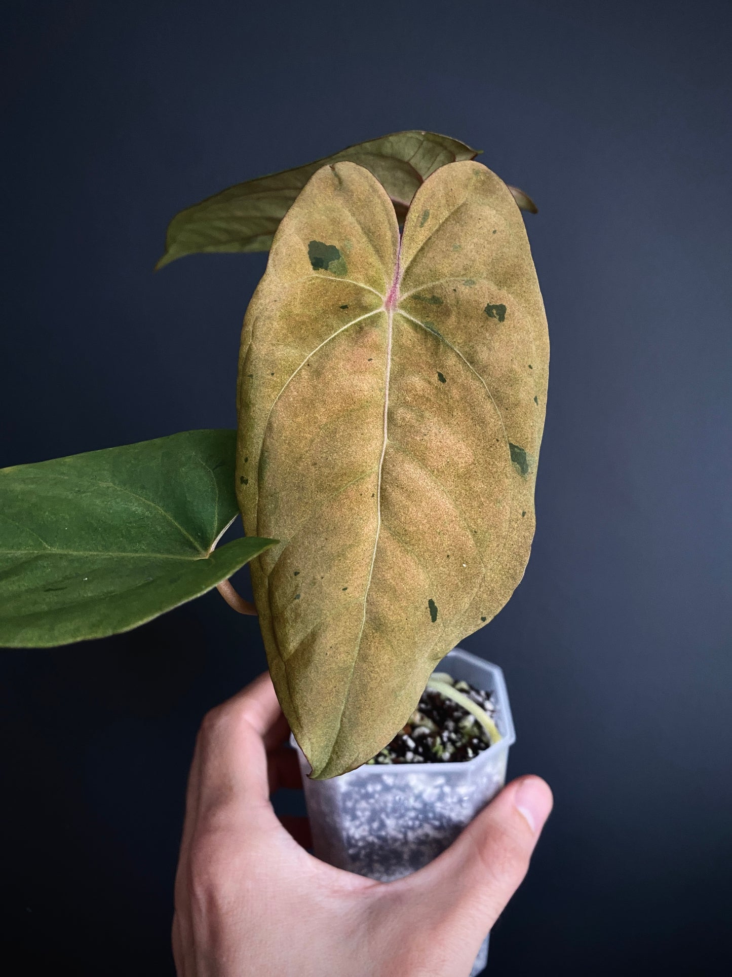 Anthurium Blue Papillilaminum hybrid mint variegated | 7 cm pot