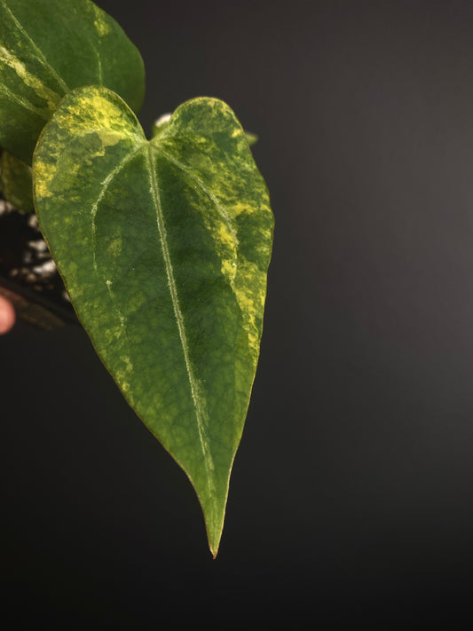 Anthurium Papillilaminum Hb var X Forgetii | 7 cm pot