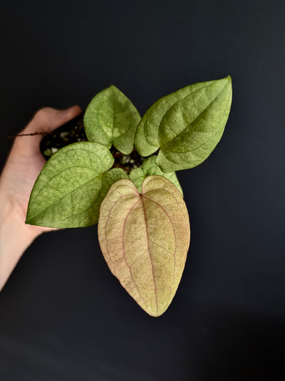 Anthurium Dark Phoenix mint variegated | 6 cm pot [A]