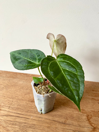 Anthurium Forgetii X Magnificum Silver | 7 cm pot
