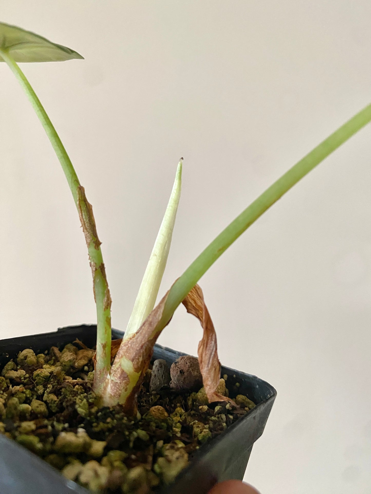 Alocasia Dragonscale Albo variegata | 6 cm pot [B]
