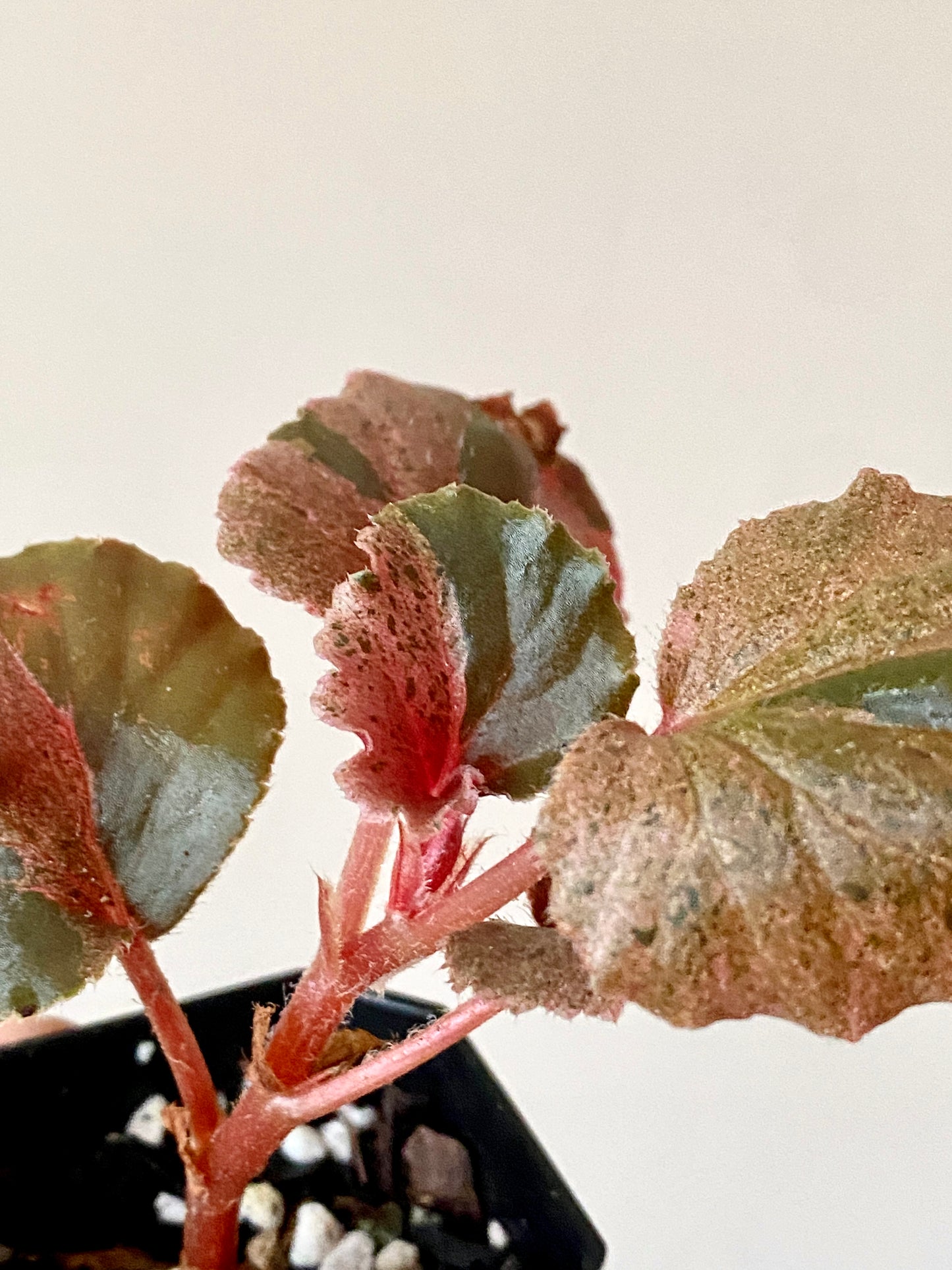 Begonia Cucullata Pink variegated | 5 cm pot [B]