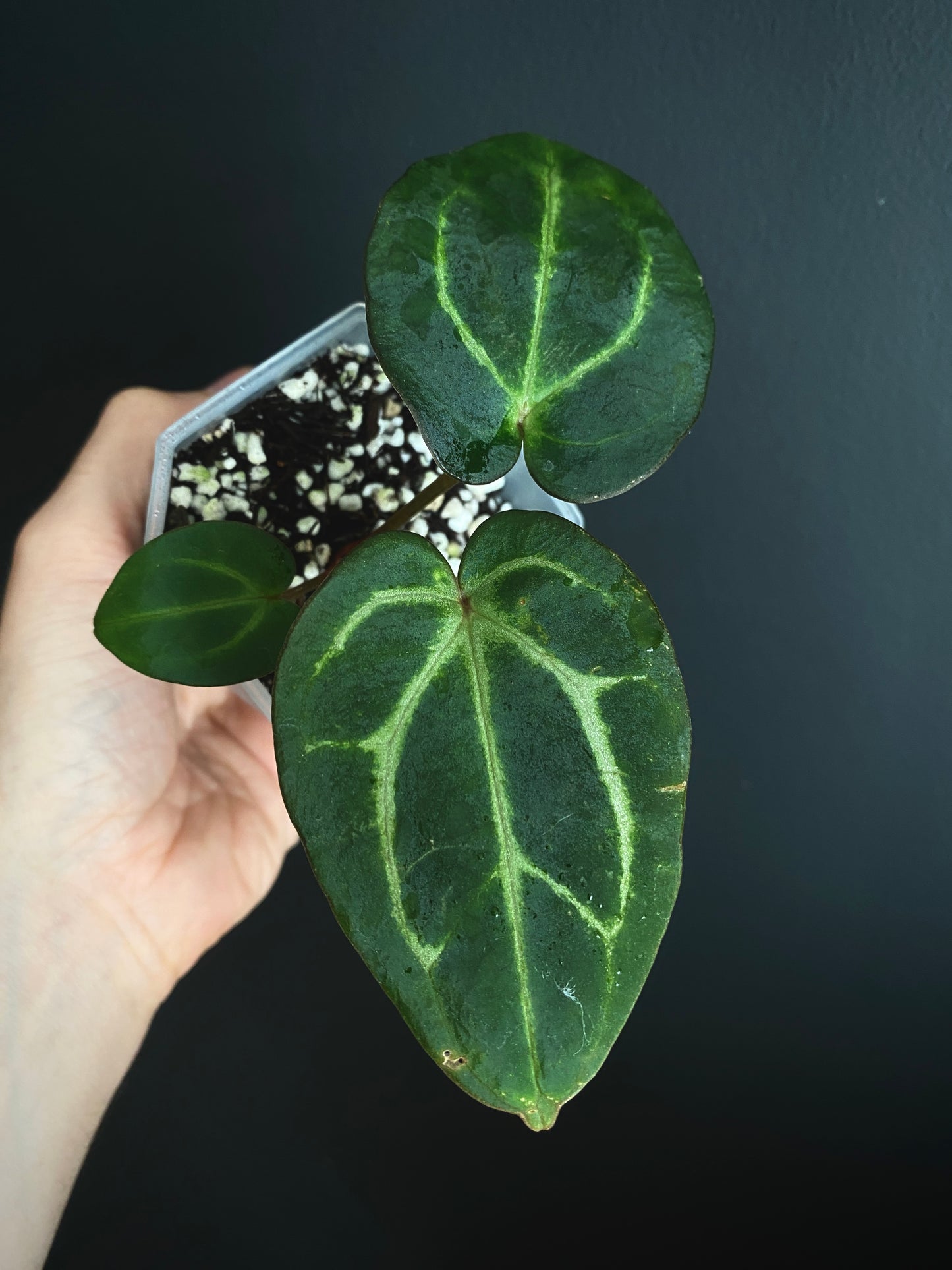 Anthurium Carlablackiae | 7 cm pot [A]