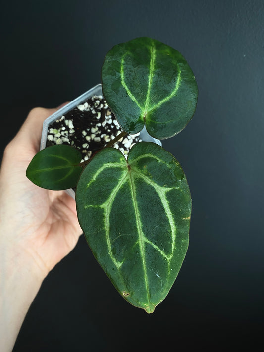 Anthurium Carlablackiae | 7 cm pot [A]