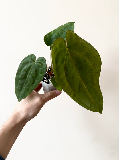 Anthurium Subsignatum (velvety) X Carlablackiae | 7 cm pot