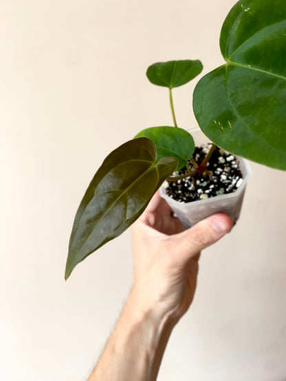 Anthurium Subsignatum (velvety) X Carlablackiae | 7 cm pot [B]