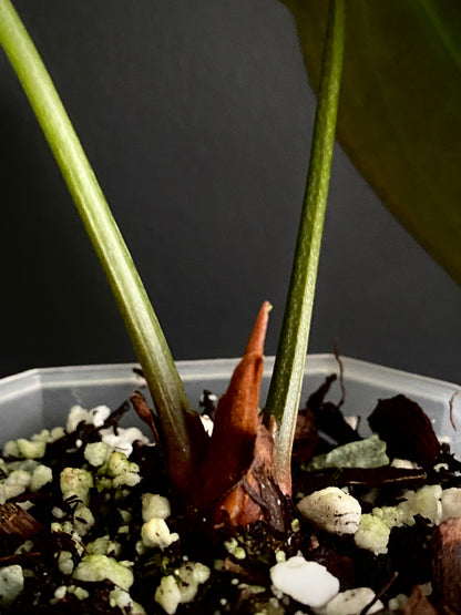 Anthurium Papillaminum X Forgetii dark form | 7 cm pot